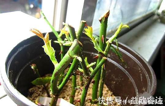 修剪|扦插月季只需做“2点”，生根快，易成活，长出新芽，直接开爆盆