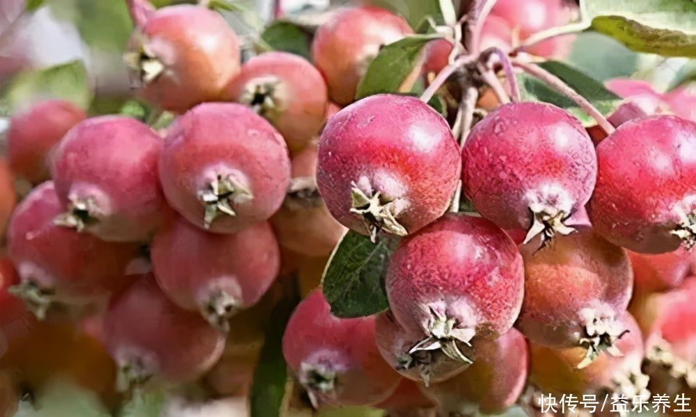 山楂十九片,血管好一年!软化血管降血压,老中医一喝一壶