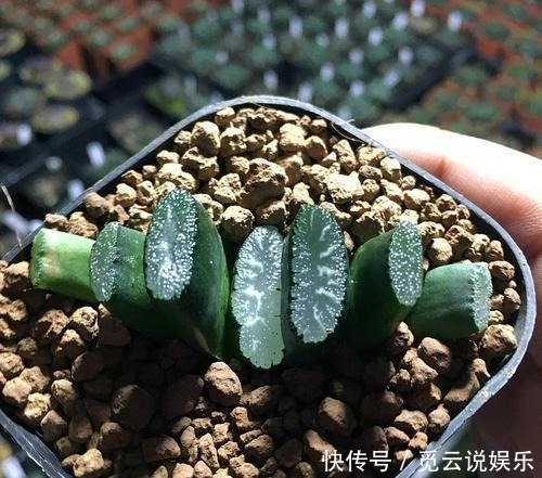  玉扇叶片|多肉玉扇经常喷水，是好还是坏来看看这三点就知道