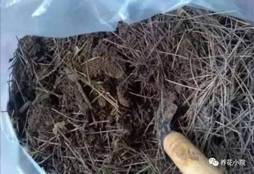 土壤|花盆里容易招小虫子,用2种简单的方法,对土壤进行消毒