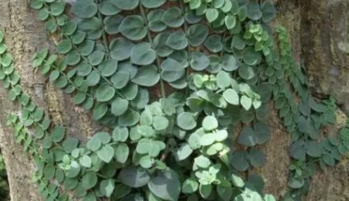 植株|此草名为穿根藤,平日见到感觉很普通,很多人却不知其真正价值