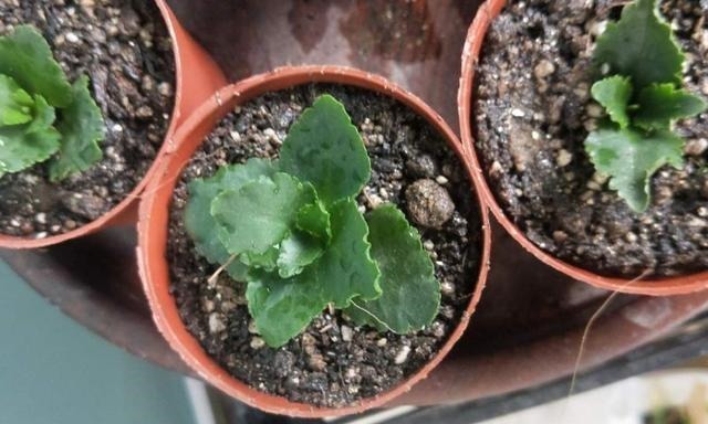 扦插最佳时期到了，有这花赶紧插，沾土就能活！