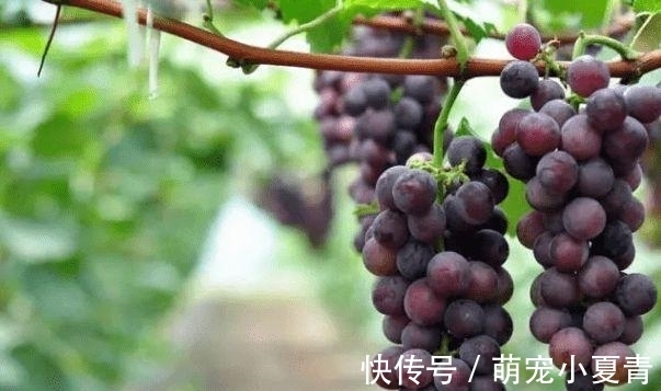 葡萄只用盐和面粉洗,相当于吃虫卵,教你一招,虫卵农药全跑光