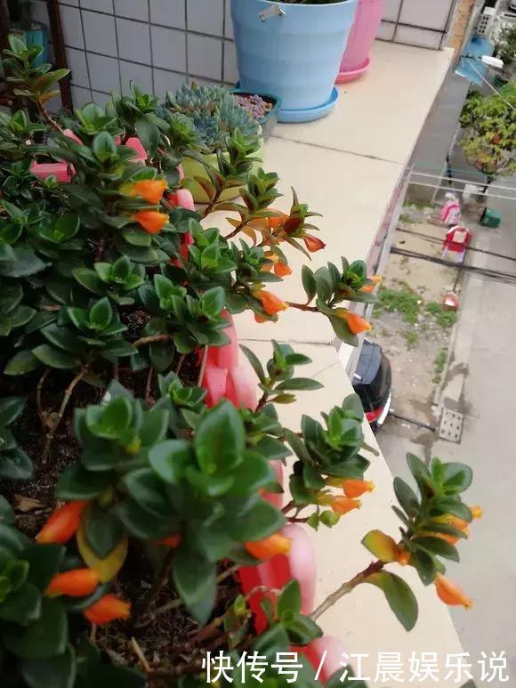 金鱼吊兰|吊兰也能“开红花”,养一盆“嗖嗖”冒花苞,比绿萝漂亮!
