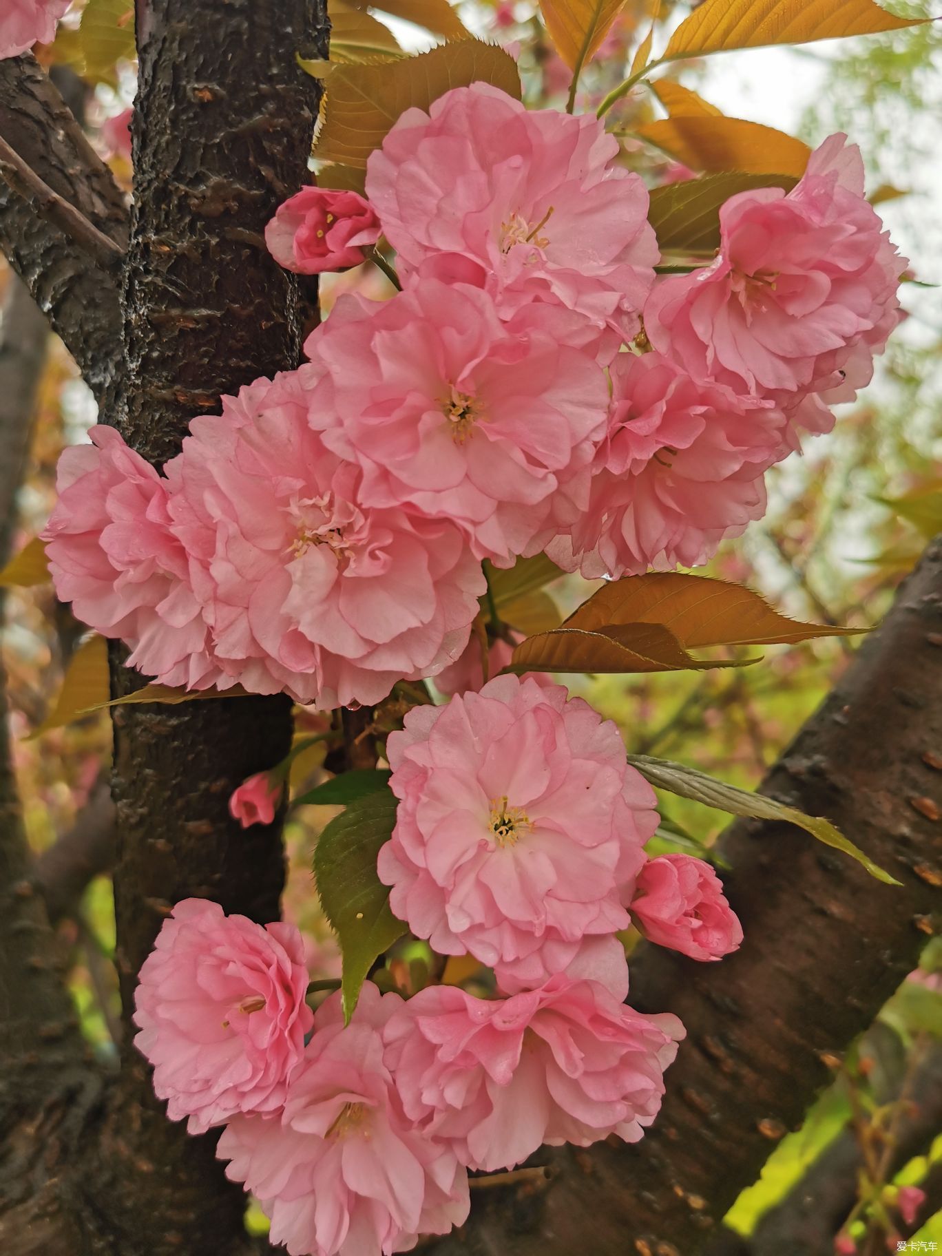 雨中盛开的樱花