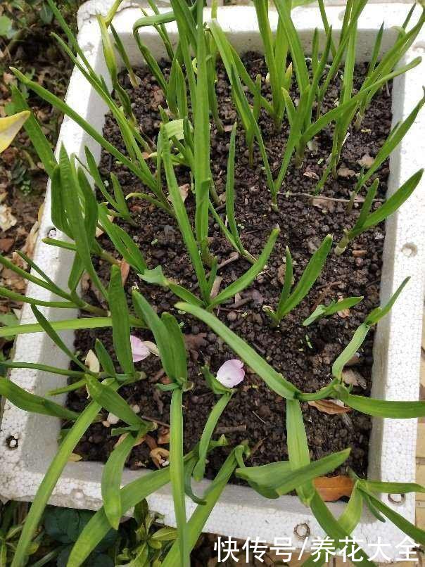 家里的快递盒子别丢掉，拿来养花效果好，还特省钱