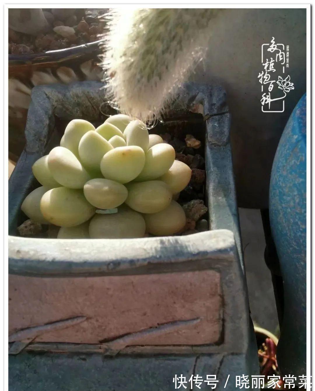 百科|多肉之路,让我沉醉,浮世三千,有肉就欢!