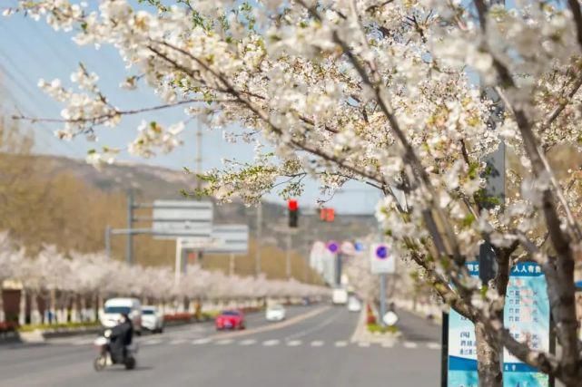 来这里，淋一场樱花雨