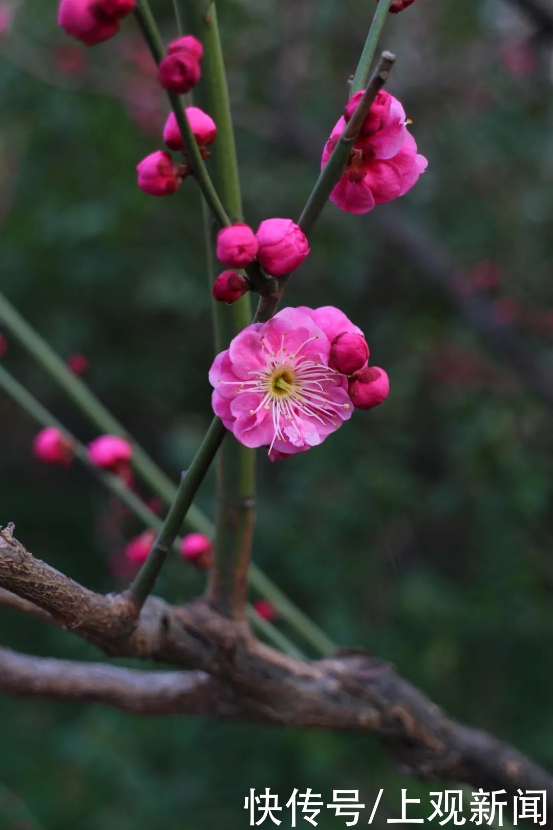 走进|梅开五福！普陀这里简直“美爆了”