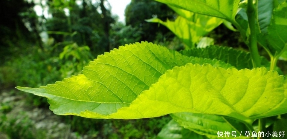 农村不要钱树叶,每天一杯拿来泡水,几杯下肚斑点不见,祛斑超赞