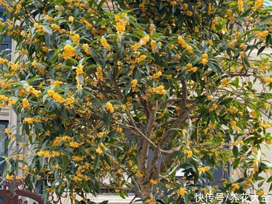 16种特长寿的植物,养十年以上,那都算年轻