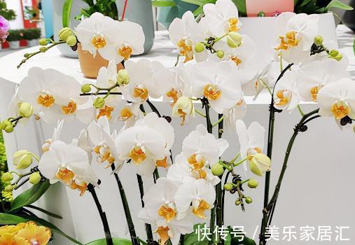 花样年华|10大蝴蝶兰品种,你喜欢哪一个