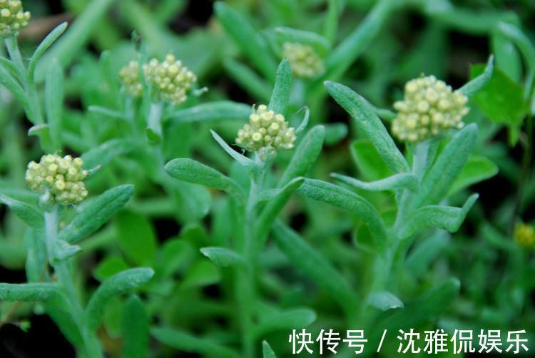 祛湿菜|大自然的“祛湿菜”被找到了，身体湿气重，多食此菜，防止咳嗽