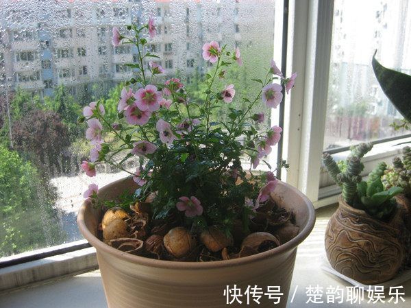 家里养这款花，一年四季香飘满屋，花开一茬一茬，花朵美观又大气