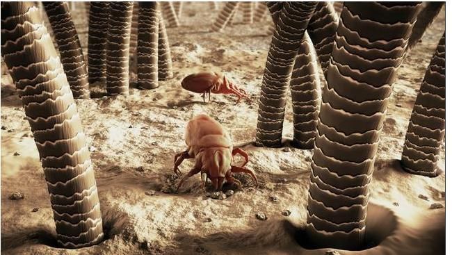 通风换气|脸上螨虫成窝,68岁老保姆说记住一个土办法,螨虫咔嚓全死光