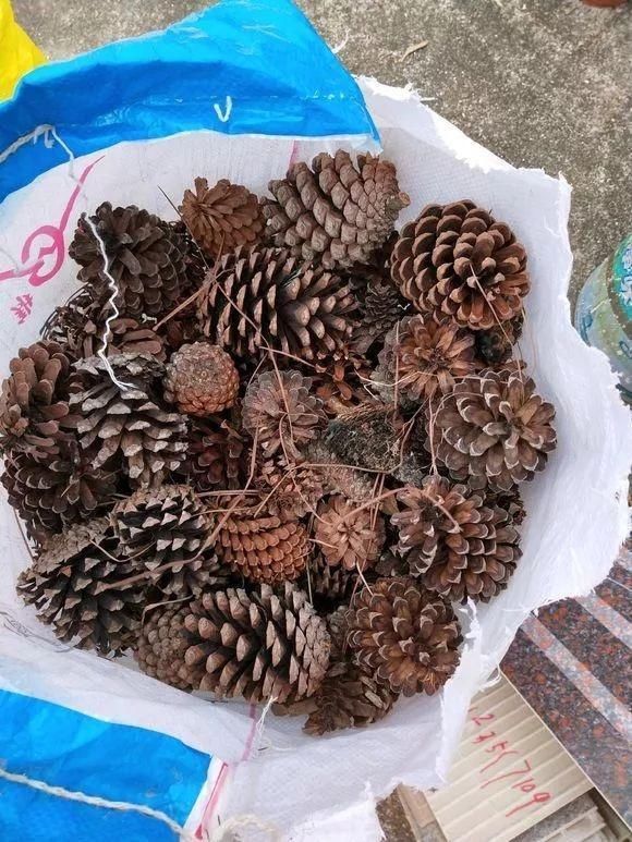 养花有必要加“底肥”吗老花匠教你这样做,植物根系又粗又壮