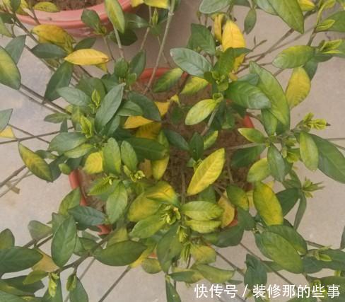  根系腐烂|快速解决栀子花、绿萝、吊兰、发财树烂根黄叶难题？1招搞定