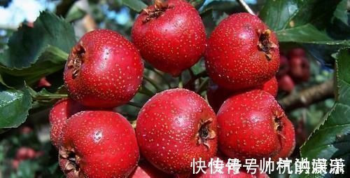 毒素|晚上坚持吃3种碱性食物,轻松排出肠胃毒素,告别身上三层肥肉!