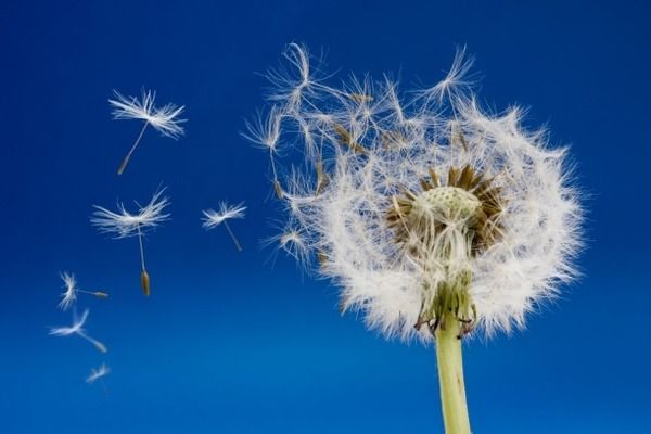 睡不踏实，多梦易醒？这道野菜也许能让你一觉睡到天亮哦~