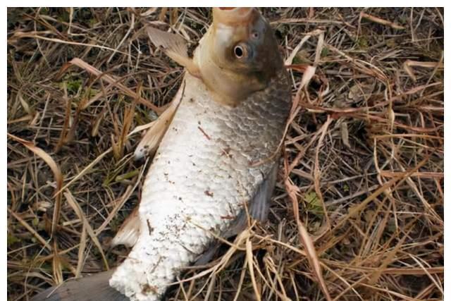 大鲫鱼|冬季也能钓大鲫鱼,从四个方面入手,轻松超越别人