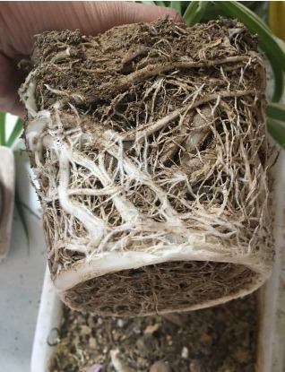 养好吊兰,学会3个方法,不干尖开花多,新芽呼呼冒,长满小吊兰