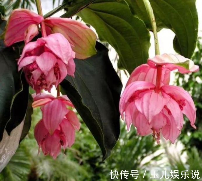 此款花卉便宜又好养，全年都能开花，天天有花赏！