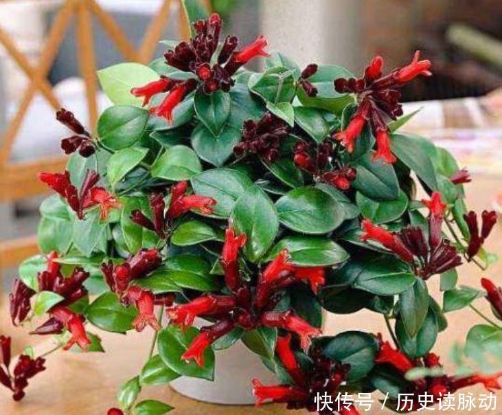 4种花芳香四溢,沾土就活,遇水就疯长,不怕养不活