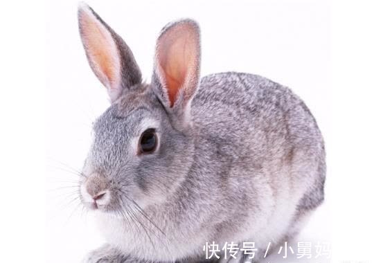 十二生肖|生肖兔：1963年“兔兔兔兔”的下半生，每个属兔人都跑不掉！