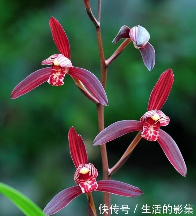 此花再贵,也要舍得栽两株,花香怡人,花期长久,好养易成活!