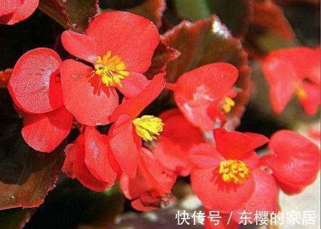 农历7月16日开始,养花养个耐看的,花一开300天,美爆阳台!