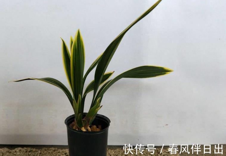兰花|墨兰红神荷,一款品相独特的兰花,盆栽花大色艳,拍照十分美