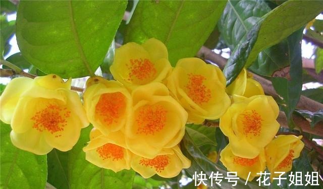 它被誉为“植物大熊猫”,花大如盆,金黄通透,观赏食用两不误!