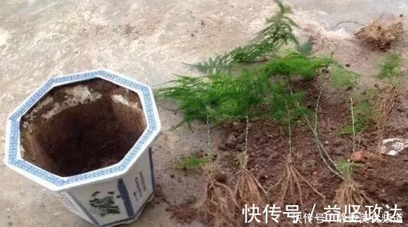 浇水|花卉换盆时，这些没做好，就等于白换了