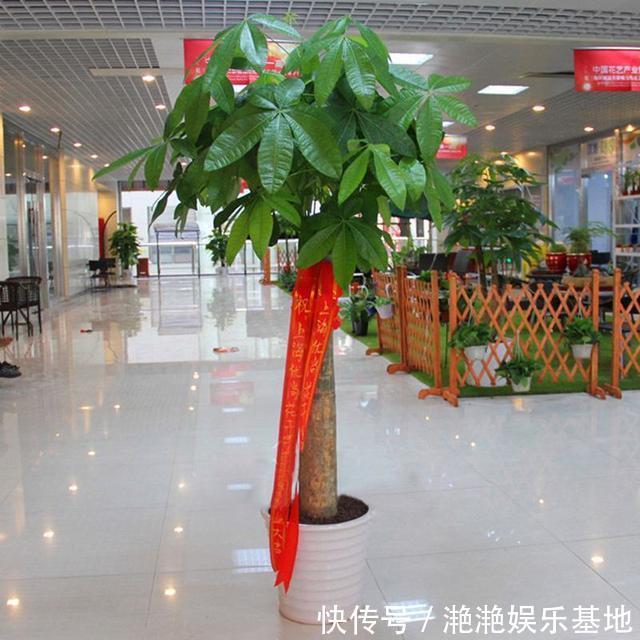 金边吊兰|11种“吉祥花”,“穷养”才养得好,用小盆少浇水,反而旺得很