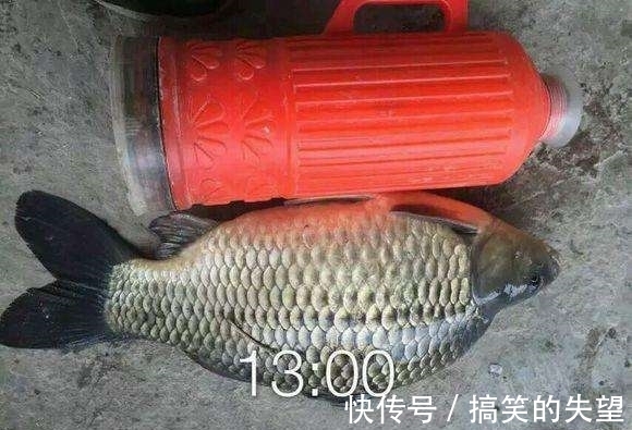 男人|男子野外无意钓出来这么大的鲫鱼，回家后得知真相后赶紧放生