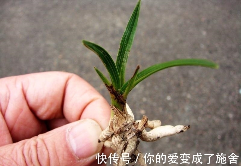 兰花“龙根”和“龙蛋”有啥区别，龙根苗如何养护？总算涨见识了