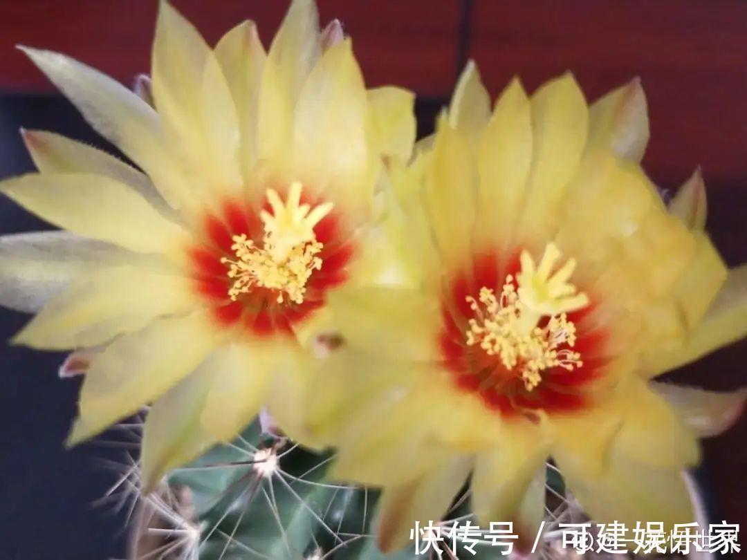 花花|“折腾不死”的10种花,咋养都爆盆,懒人最适合!