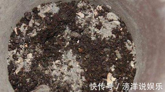 盆栽韭菜怎么养土里加点“料”,叶子宽又绿,采收一茬又一茬