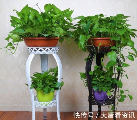 种花|“病菌”超怕的5种花，家里只要养一盆，和医院说拜拜！