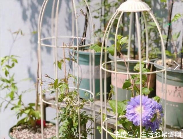 奶奶家的小院,养了2棵花,三年之后,朋友都专门去欣赏,太好看!