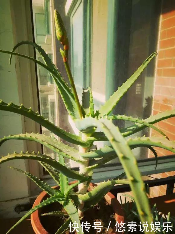 4种花有灵性,平时难开花,一有好事就开花!