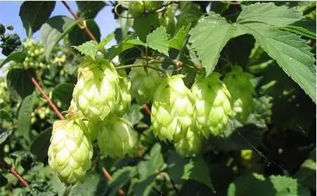 睡眠|女性夏天都爱美,坚持多吃的食物,改善情绪,舒缓压力,睡眠充足