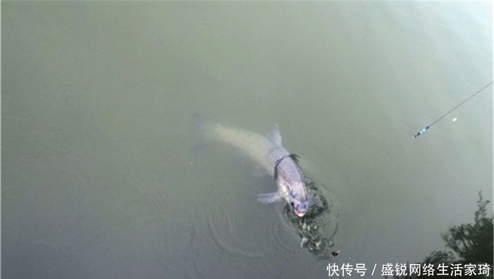 野钓大鱼,子线长度多少合适?长度不同,影响了你的中鱼率!