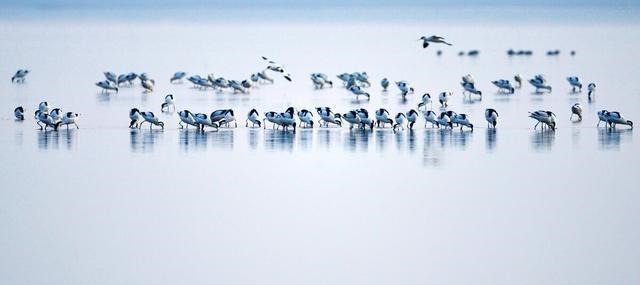 百树|「百树云课堂」成语故事千里鹅毛