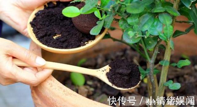 新手|养花不能有的5个“坏习惯”,新手要避免,看看你中了几条