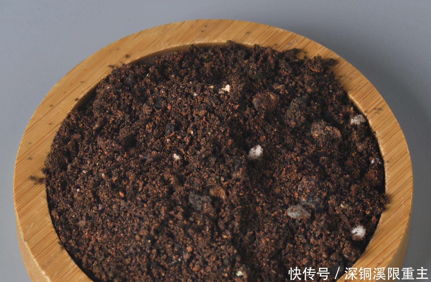 扦插好方法养花繁殖下一代,试试这3招,简单好使