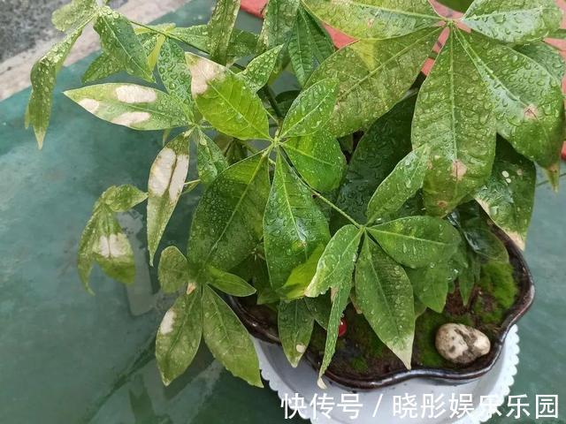 最怕晒的10种花,赶快搬进屋,否则会死掉