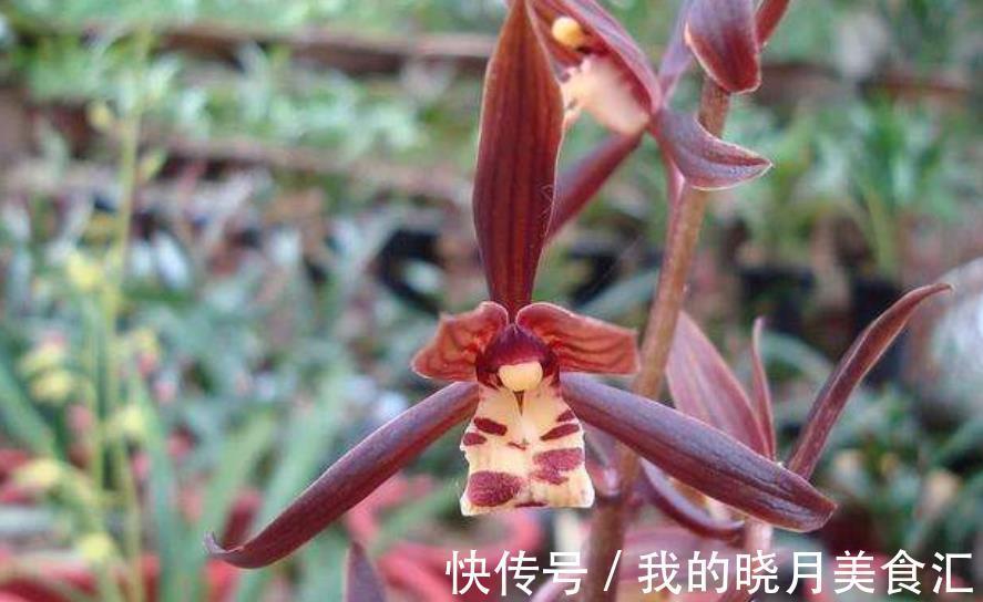 墨兰长出花箭后,3个要点要牢记,做好了才能顺利开花,香味浓郁