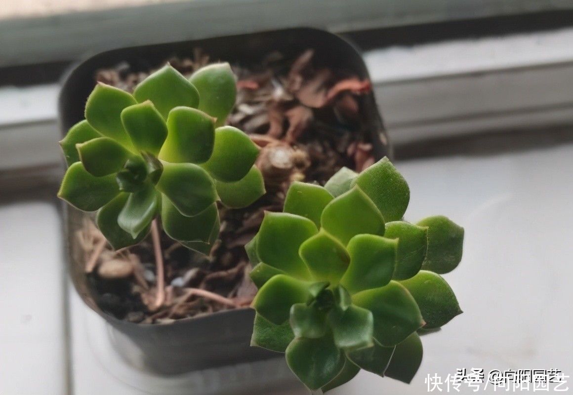 差别|好端端的多肉,到你手里变成绿青菜,环境有差别,多肉会变色