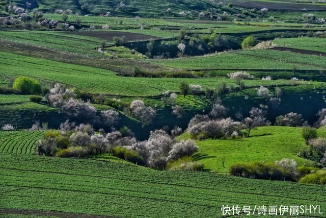 一片片|2021我在鲜花盛开的伊犁河谷等你